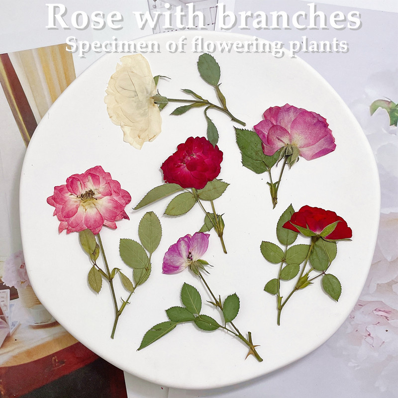 12pcs, Nature White Pink Red R - Wedding Card Box ulasan dan harga