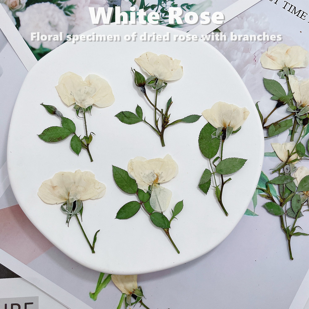 12pcs, Nature White Pink Red R - Wedding Card Box ulasan dan harga